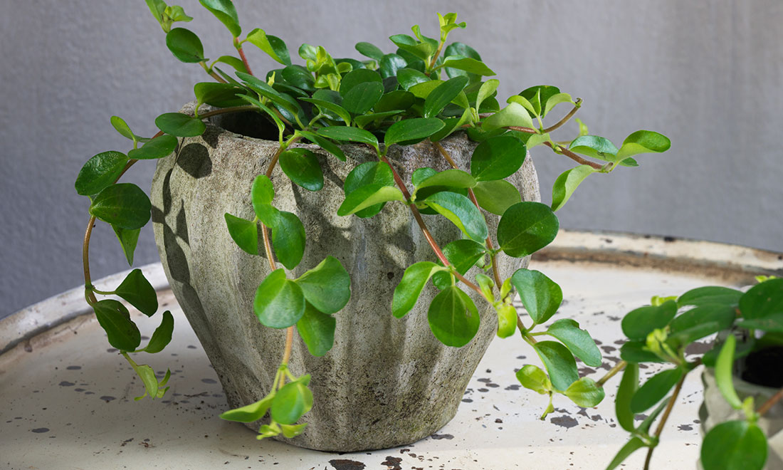 3 proffstips som gör att dina växter trivs, växer och frodas