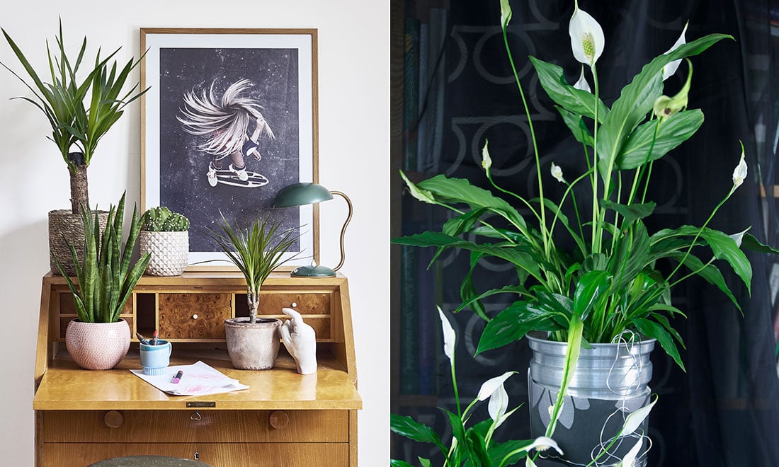 6 växter som trivs i skugga inomhus