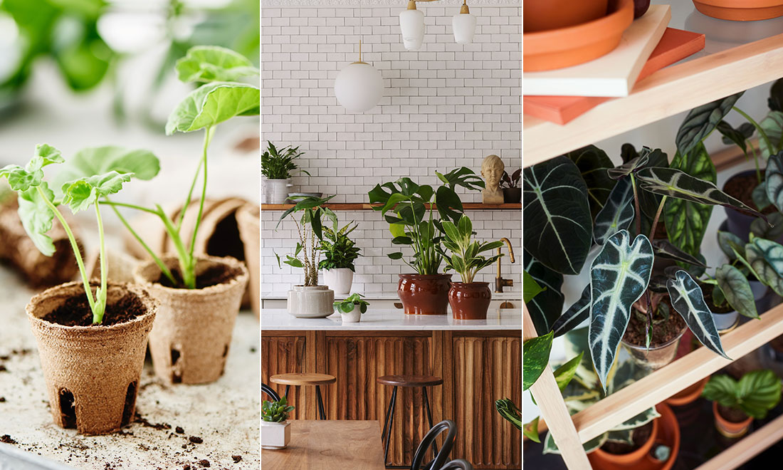 4 stora växttrender att inspireras av 2024