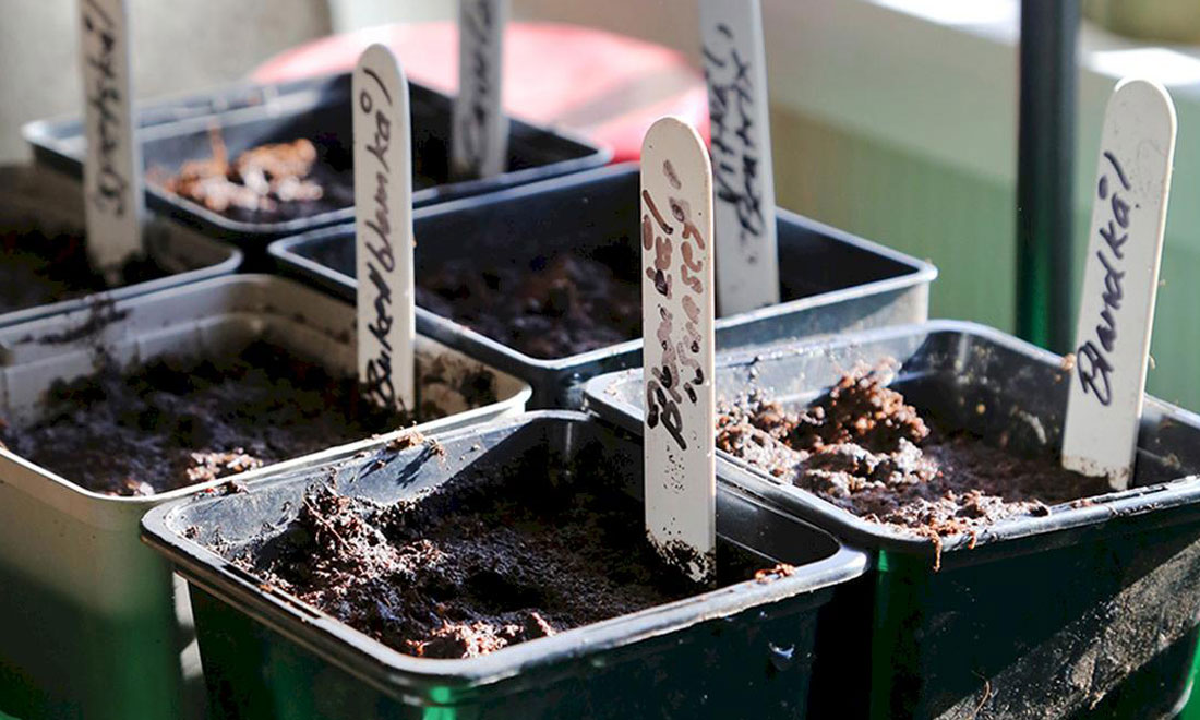 Förkultivera vårens sådd: Då ska du börja