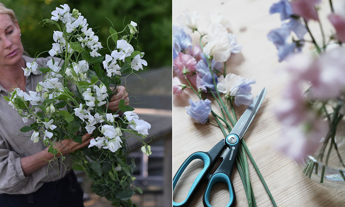 Odla luktärter – Victoria Skoglunds bästa tips och favoritsorter!