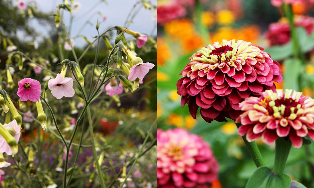 Växter att så från januari till april: Stor odlingskalender