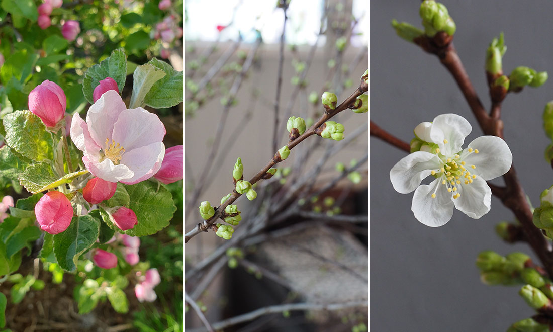 Knepet som får dina träd och buskar att blomma redan nu