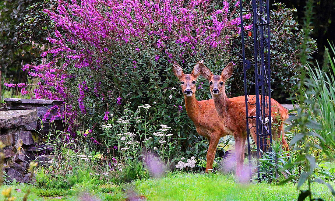 Så håller du rådjuren borta från växterna i trädgården – 9 tips