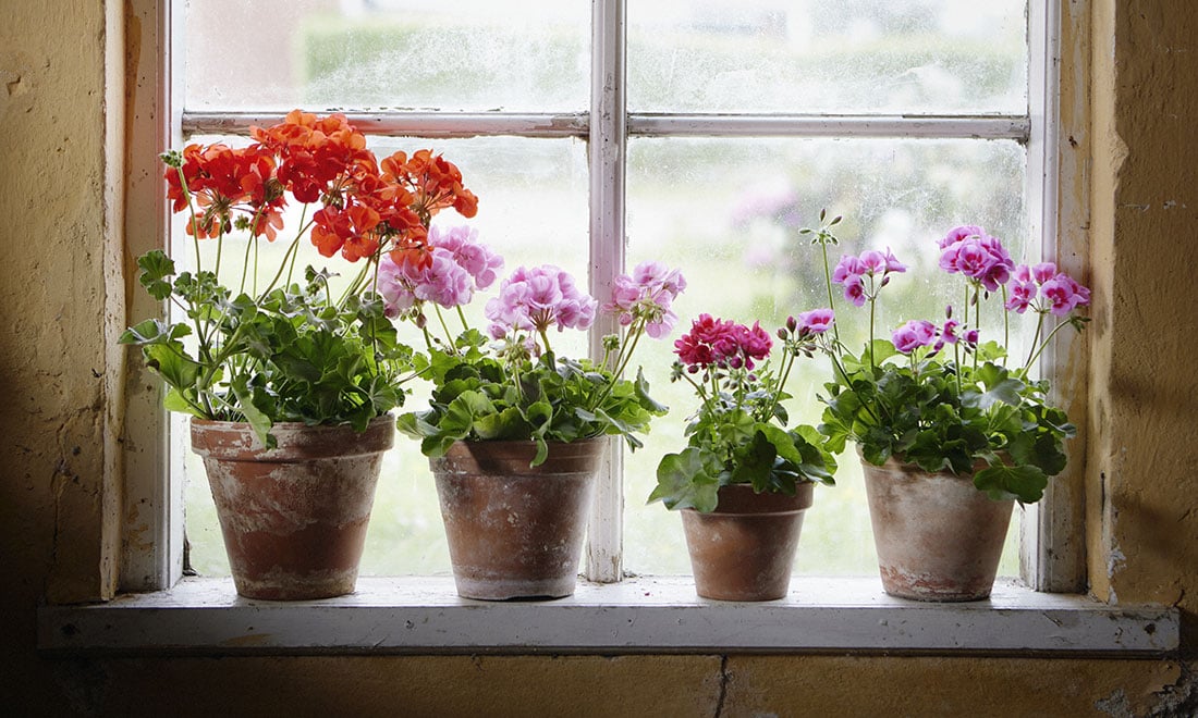 3 sorters pelargoner som finns att köpa redan nu