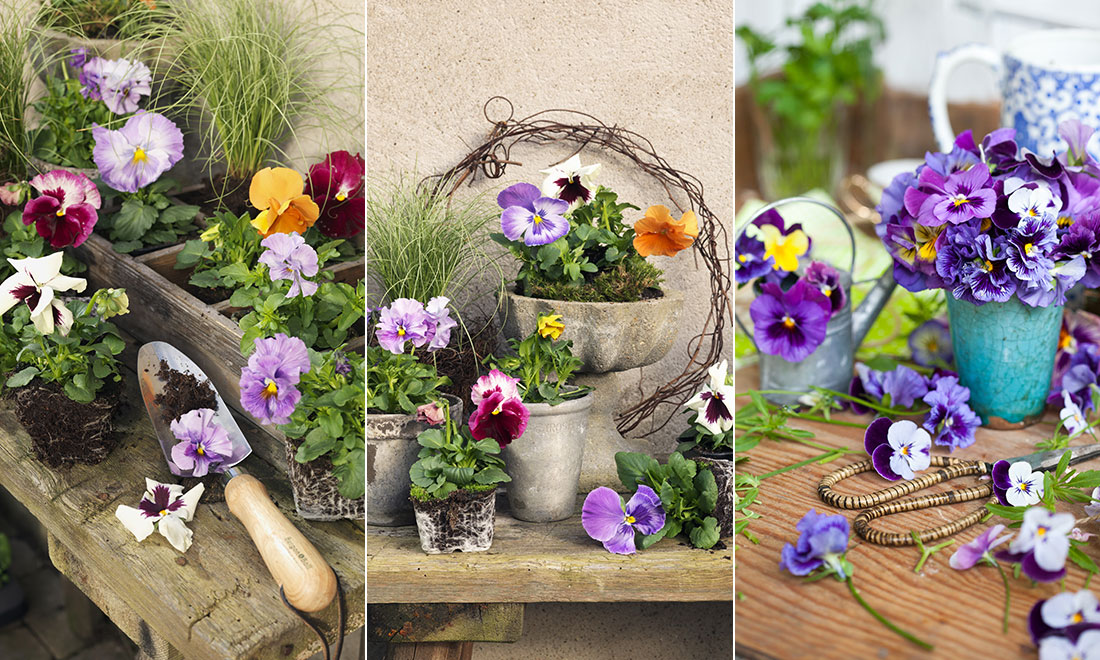 Tid för penséer – fina planteringstips och skötselknep