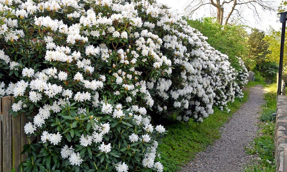 Kika in i trädgården med 200 olika rhododendron – och så sköter du den vackra trädgårdsväxten