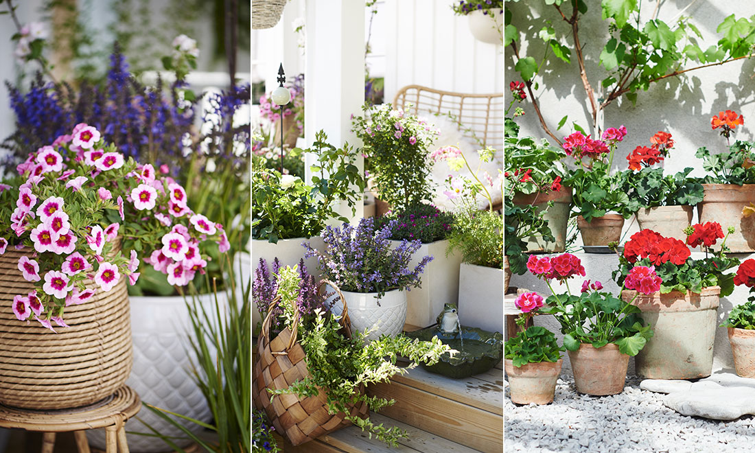 Så skapar du en romantisk trädgård – 7 knep för att lyckas