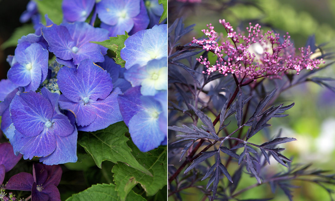 Växterna att satsa på – om du vill undvika rådjur i trädgården