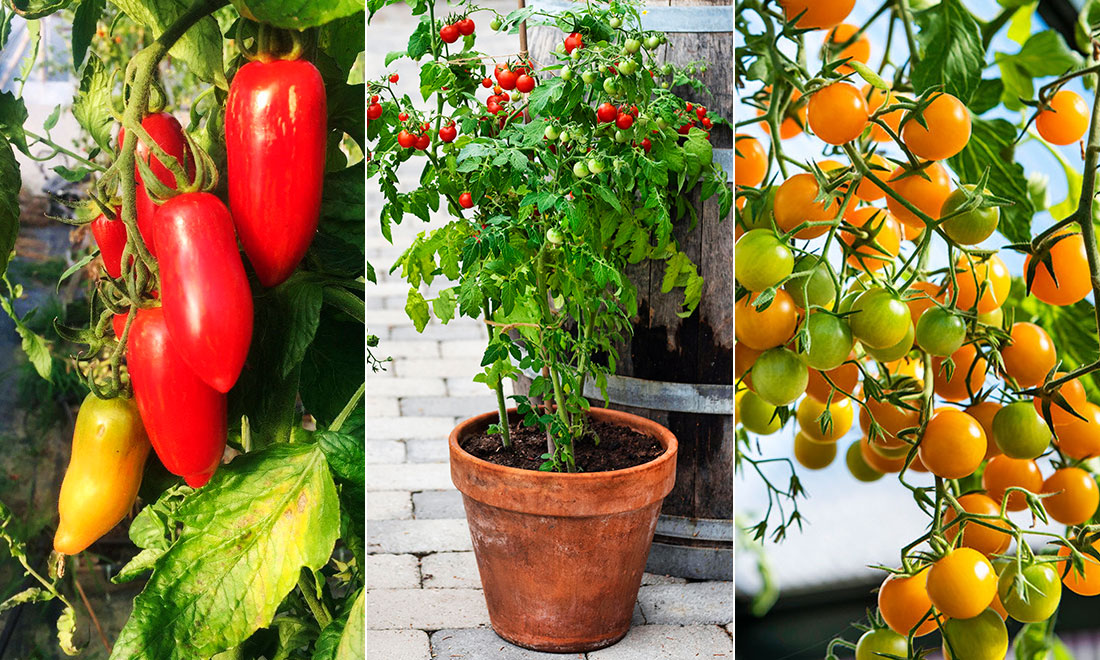 8 nya och goda tomatsorter att odla 2024