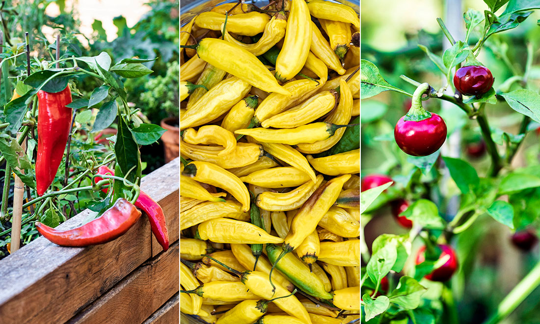 Odla chili – 5 tips för att lyckas!