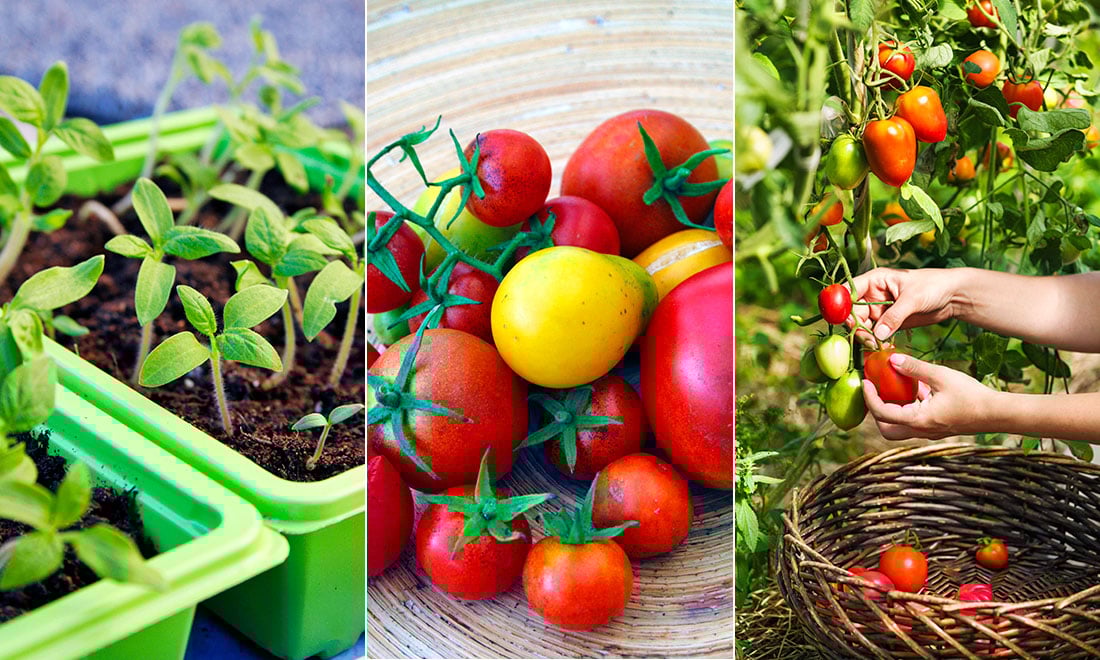 Så odlar du tomater – 7 viktiga steg för att lyckas