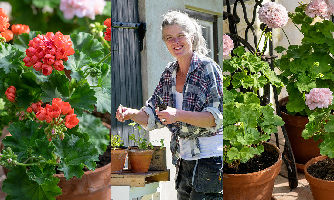 Rädda övervattnad eller uttorkad pelargon – smarta tipsen!