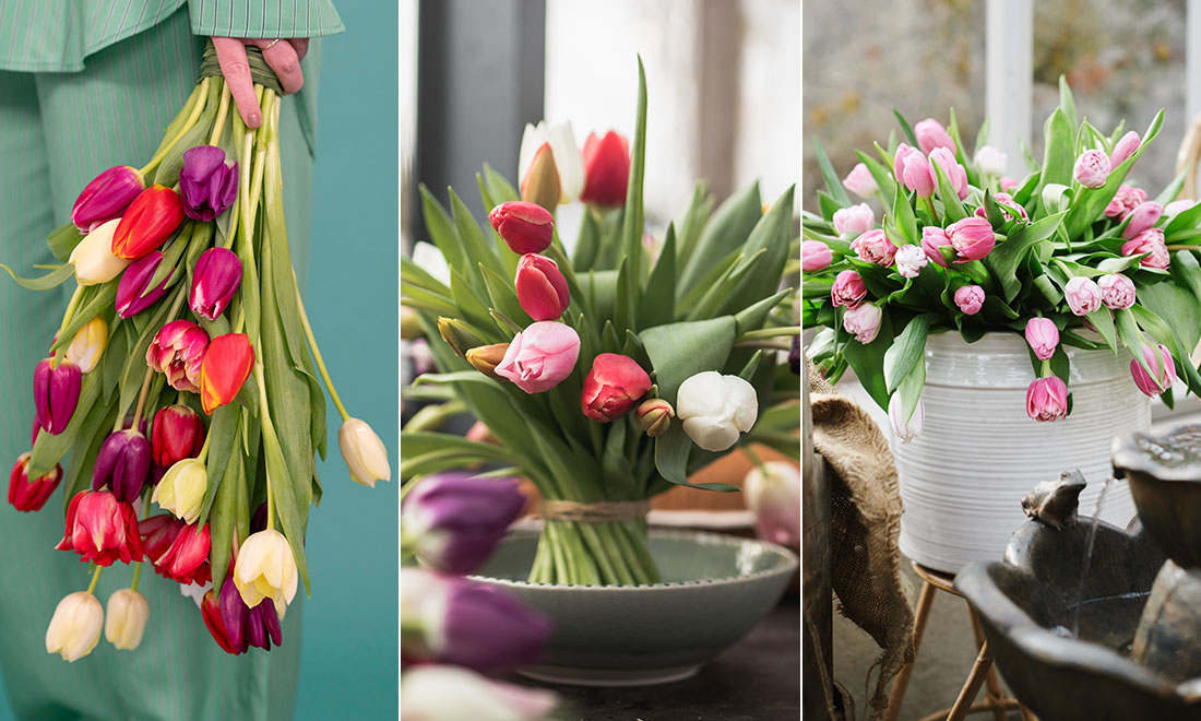 Så får du tulpanerna att hålla längre – enkla knepen du vill ha koll på