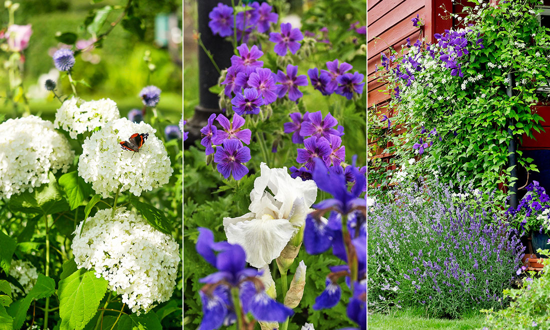 Färgerna att kombinera för en vacker rabatt – 8 bilder att inspireras av