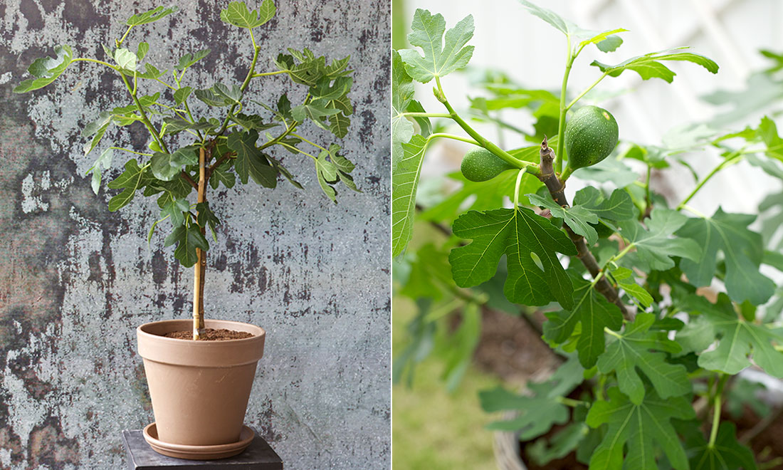 Så lyckas du med fikonträd – 5 viktiga skötseltips