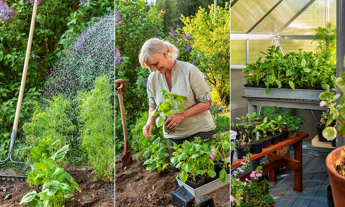 Dags att plantera ut växterna på friland – expertens smarta tips