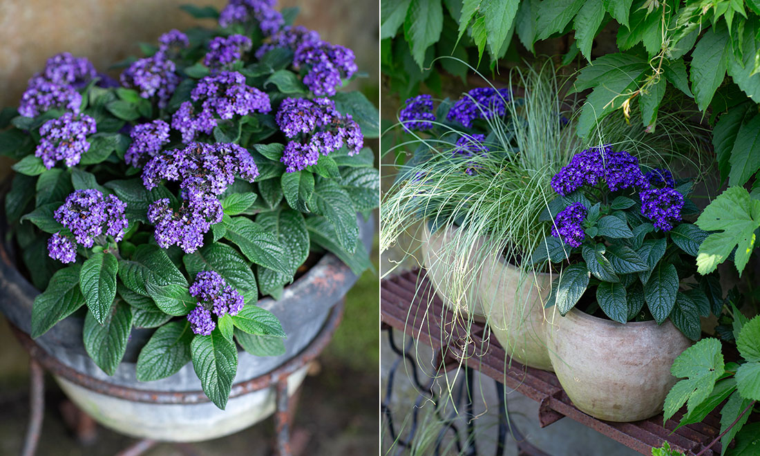 Här är Årets sommarblomma 2024: ”Ljuvlig doft”