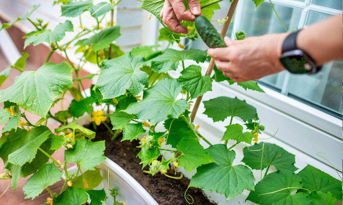 Odla gurka i kruka – så gör du för att lyckas!