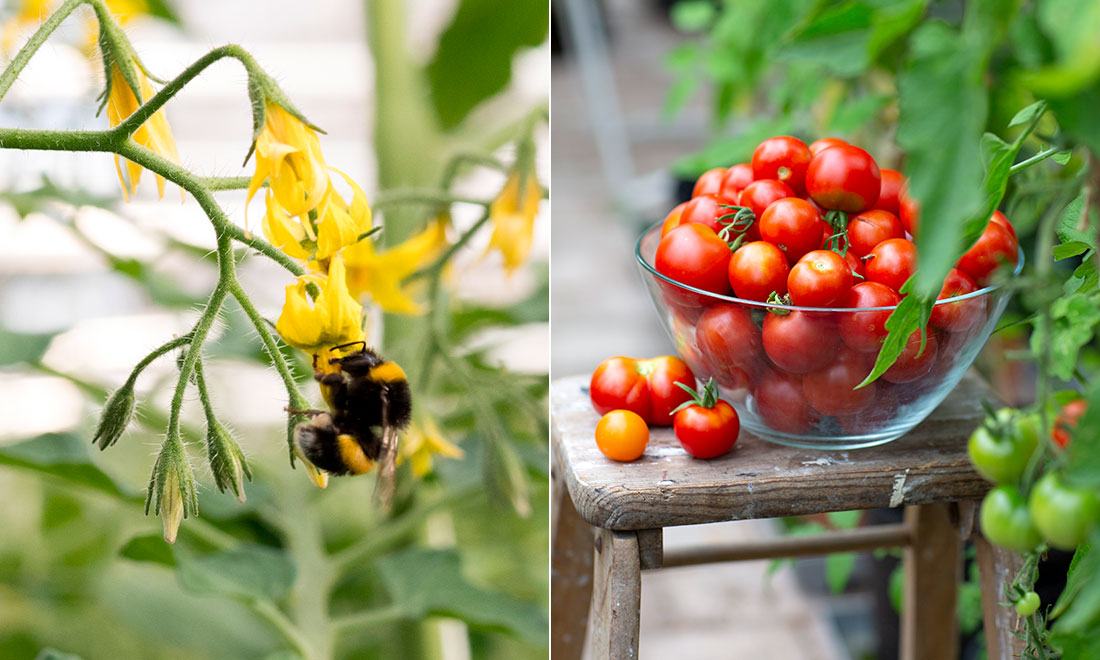 Trädgårdsexperten Maj-Lis Petterssons knep: Pollinera tomaterna med eltandborste