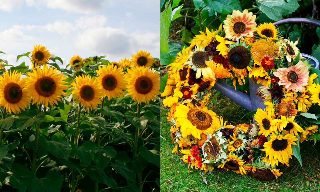 Odla solrosor: 5 tips som hjälper dig att lyckas