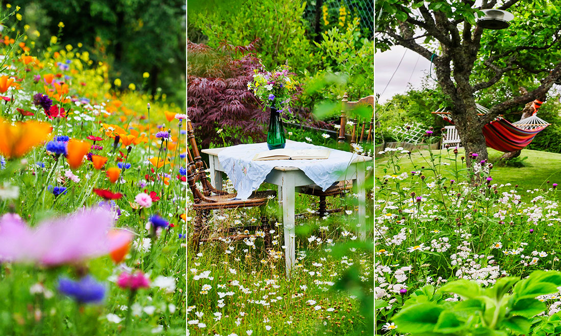 Så skapar du en vacker blomsteräng i trädgården – 10 smarta tips