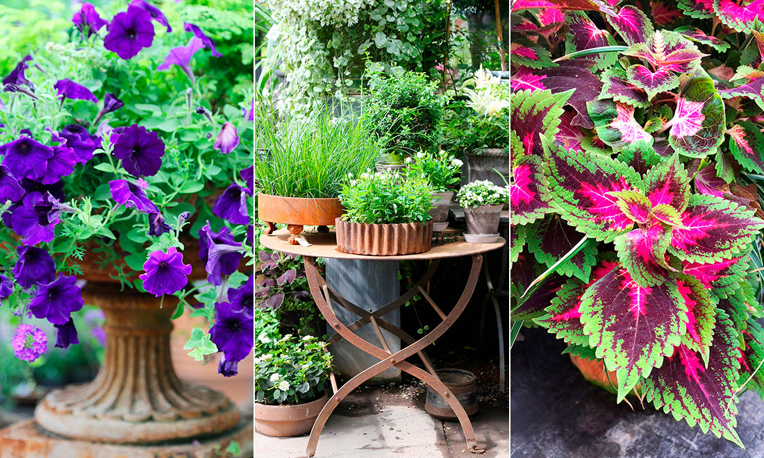 Flytta ut växterna efter vintern: Så får du blommorna att klara utelivet