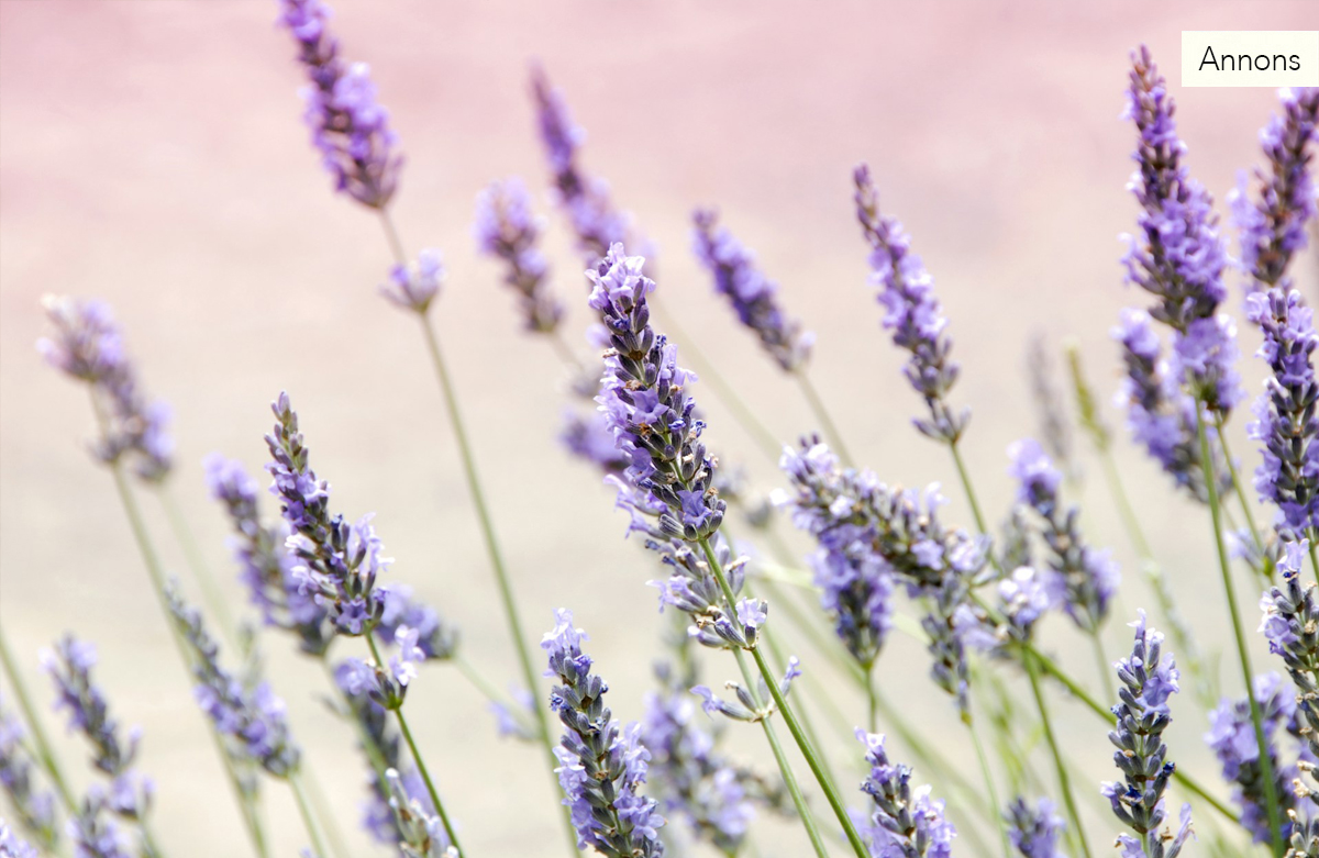 Plantera din egen lyckobringande trädgård – växter som sägs ge tur