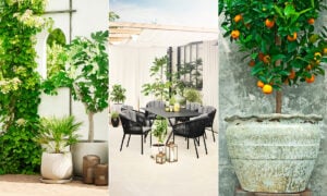 Medelhavsträdgård.