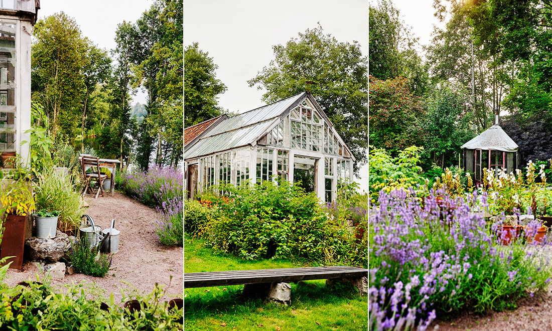 Den igenvuxna slänten i Dalarna blev Medelhavsträdgård: ”Får ständigt nya idéer”