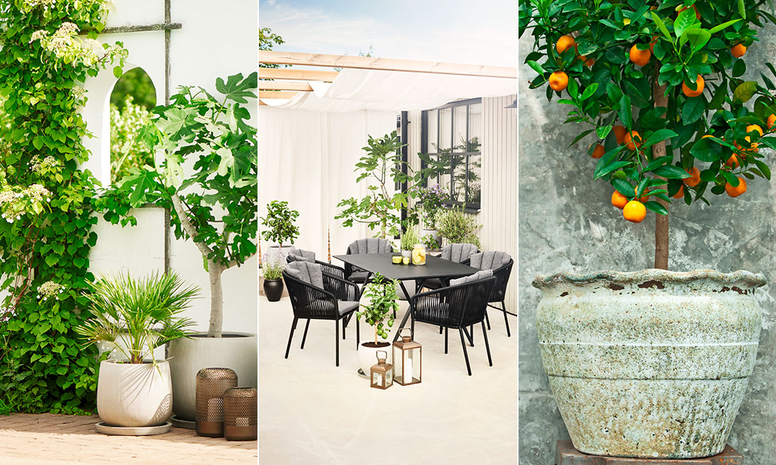 Så skapar du en inbjudande medelhavsträdgård – 7 tips