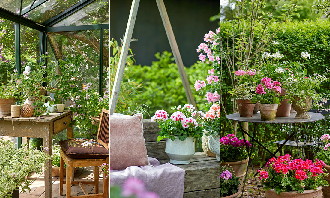 Skapa semesterkänsla i trädgården med pelargoner – 7 bilder att inspireras av