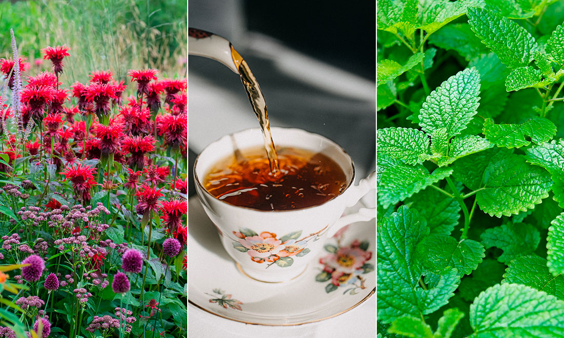 Gör din egen teblandning – med 7 växter från trädgården och balkongen