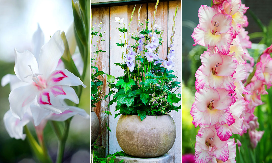 Här är blomman vi kommer älska att ha i trädgården nästa år