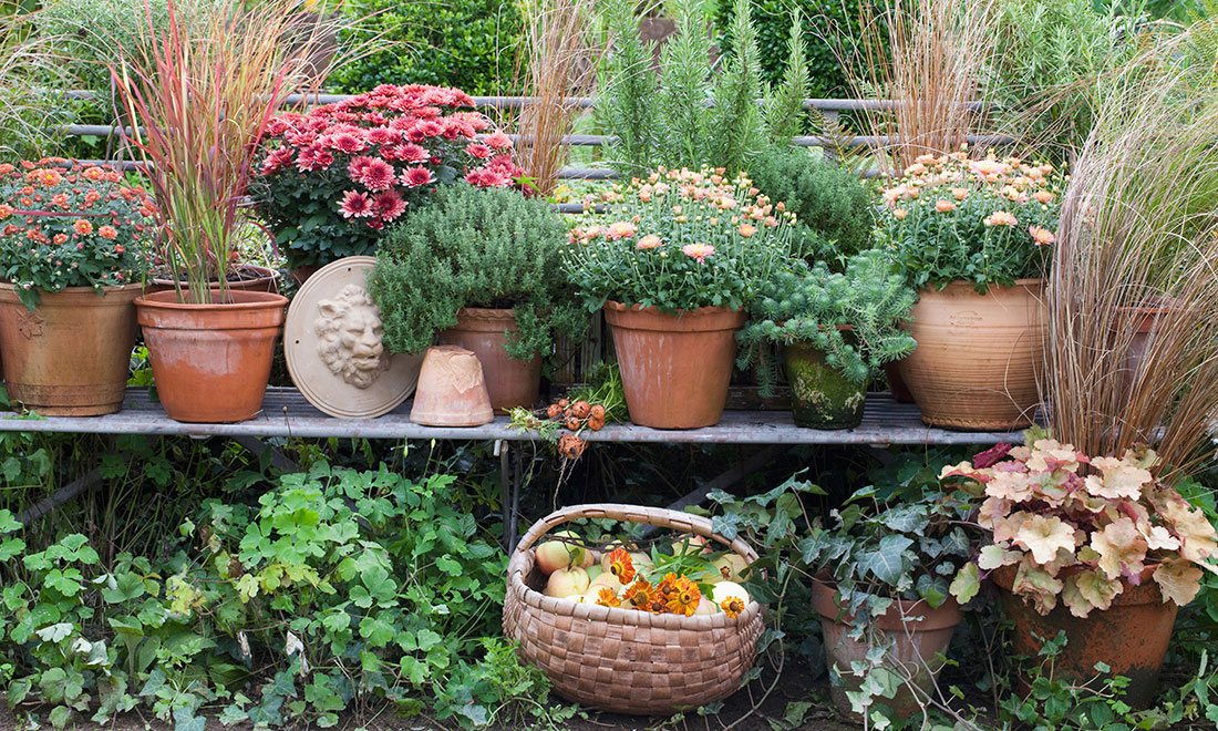 10 bra saker att göra i trädgården i augusti