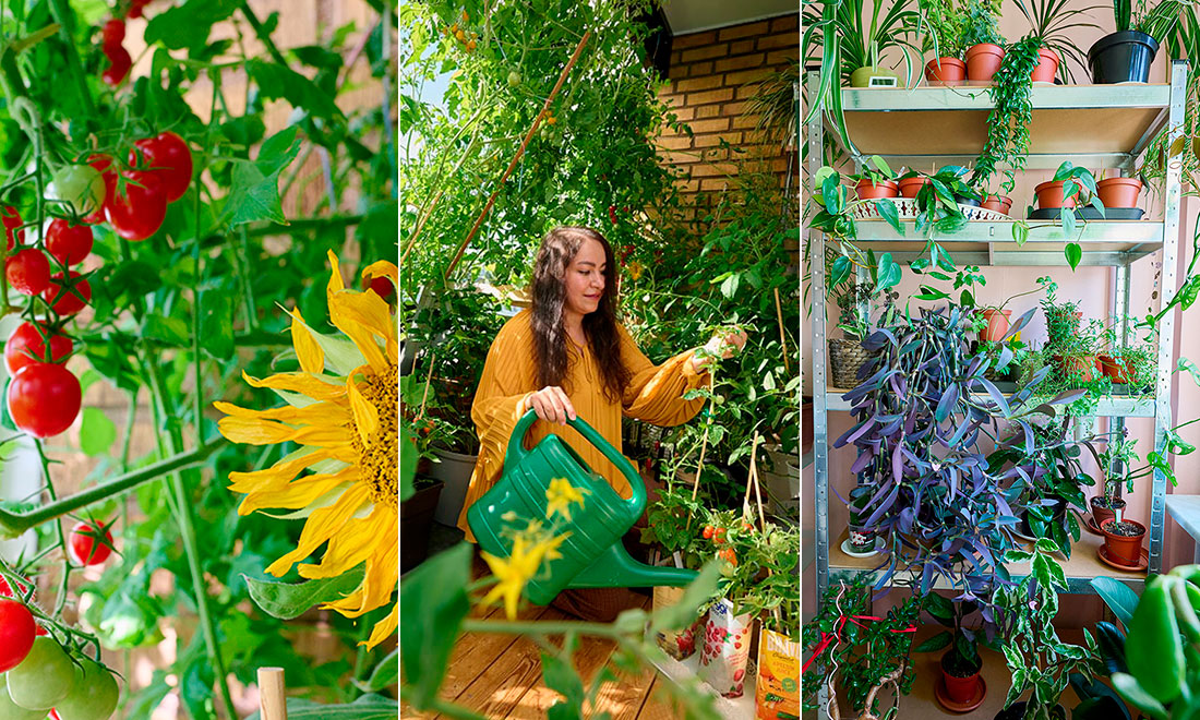 Khatereh odlar 67 sorters växter – på 6 kvadratmeter