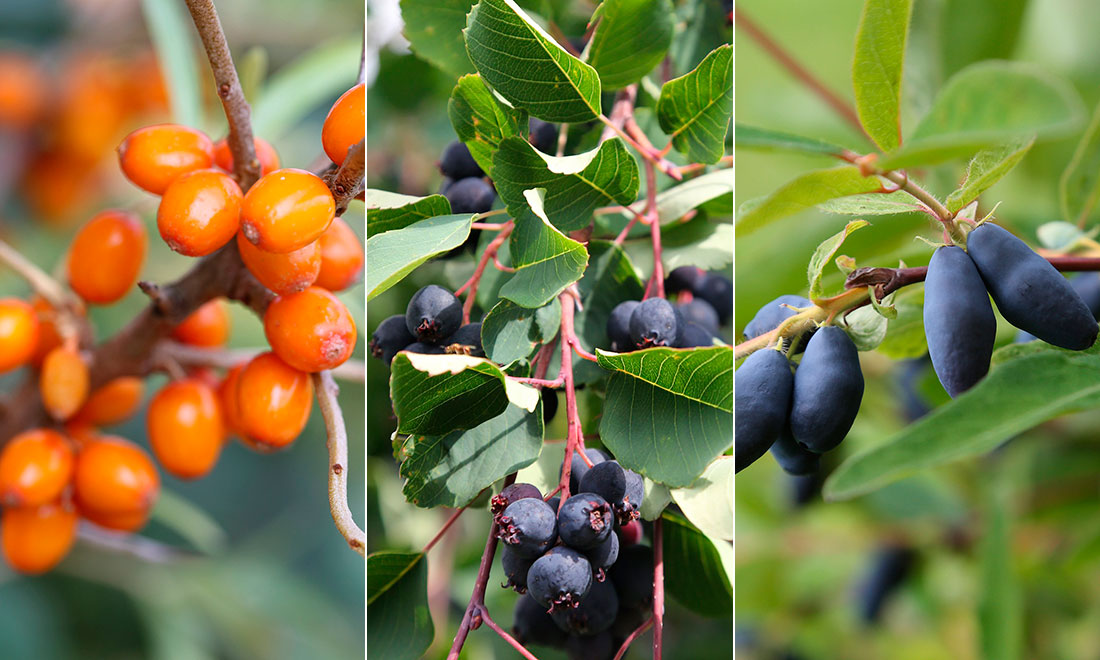 Så lätt planterar du bärbuskar – 4 ovanliga sorter för mindre trädgårdar