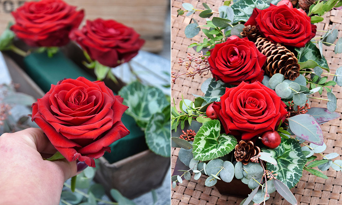 Så gör du en fin julgrupp med rosor – i 3 enkla steg