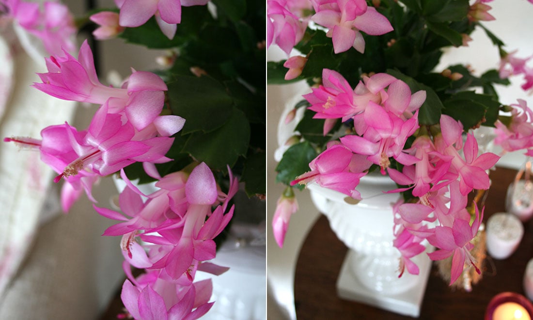 Så lyckas du med växten novemberkaktus – 5 viktiga skötseltips