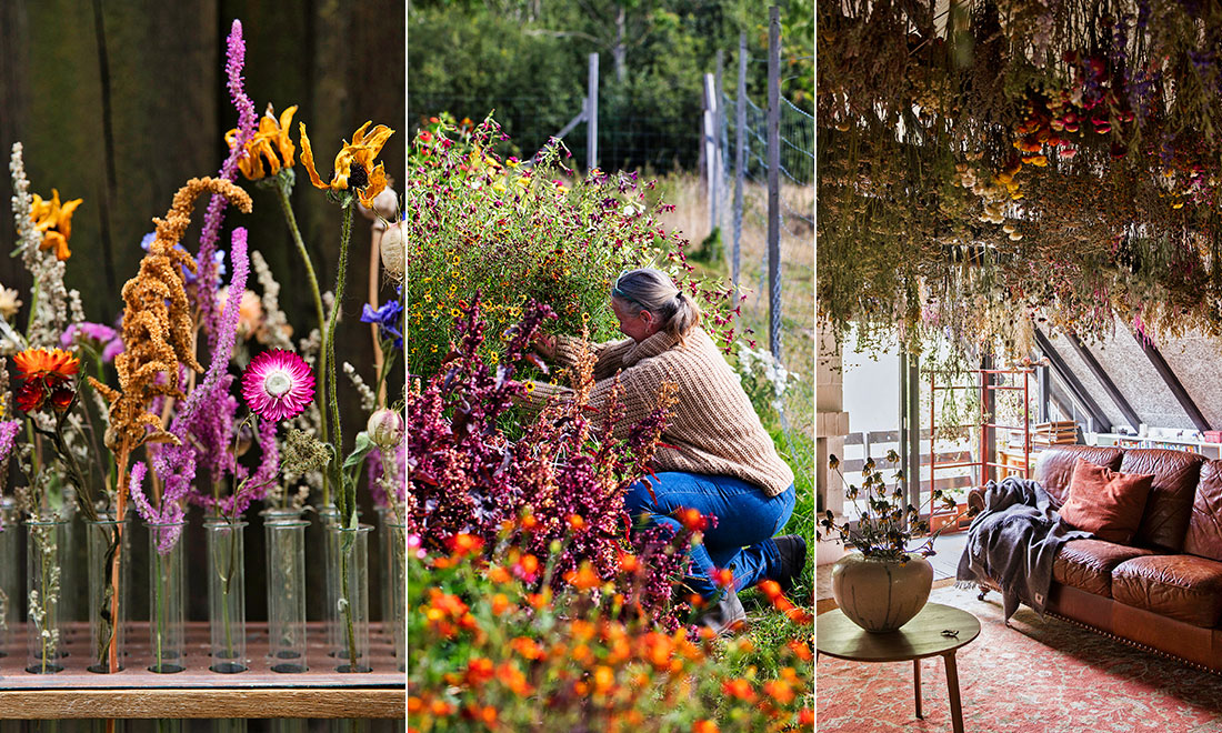 Dorte är proffs på att torka snittblommor – här är hennes bästa knep för att lyckas