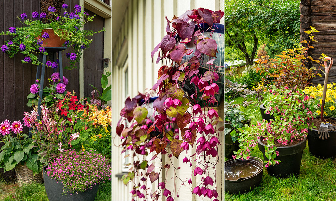 Så övervintrar du sommarblommorna – expertens bästa tips