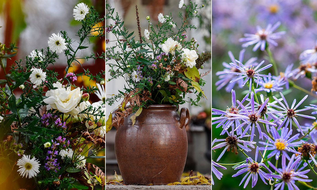 Så lyckas du med aster – höstens mest pålitliga blomma
