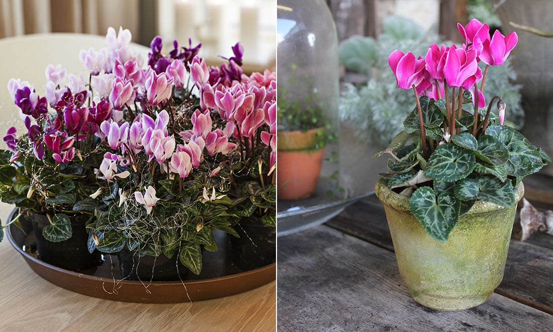 Lyckas med höstväxten cyklamen – 5 viktiga skötseltips