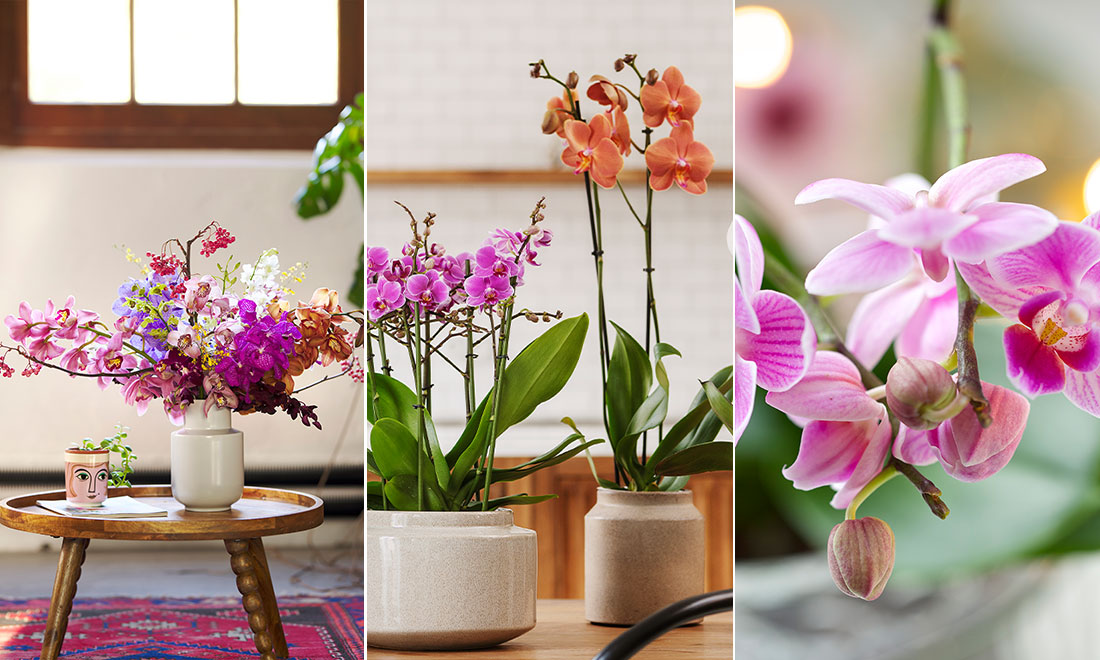 Så tar du hand om dina orkidéer – tips som lockar till blomning