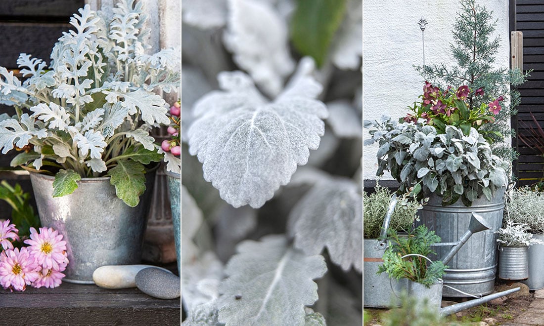 Höstens vackraste växter: 7 silvergrå favoriter