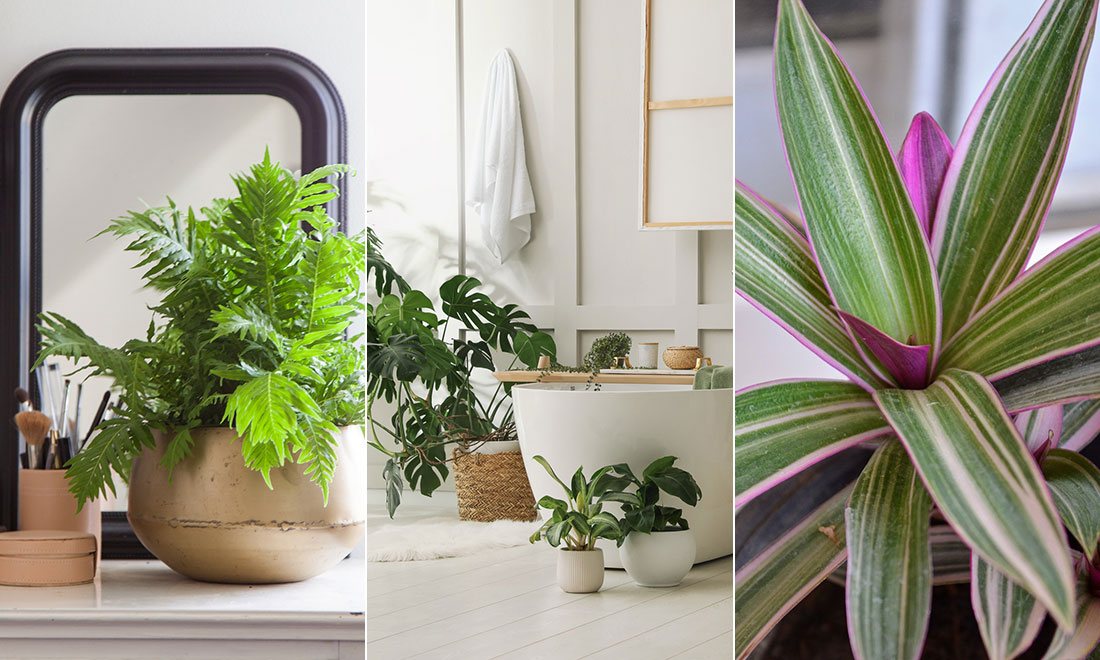6 lättskötta växter du kan ha i ditt badrum