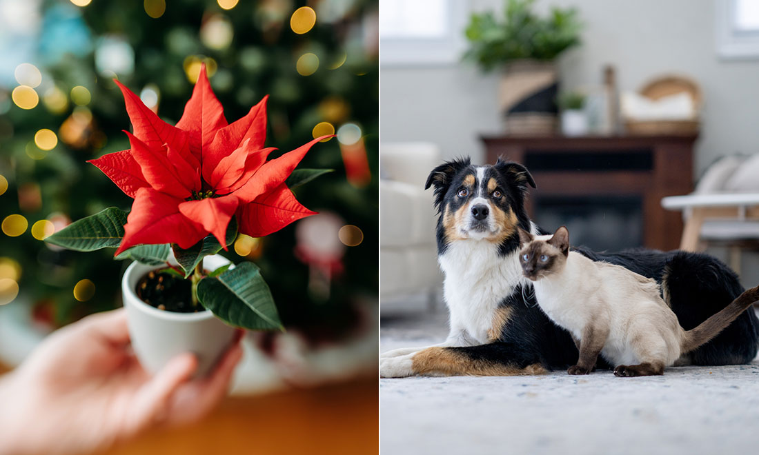 11 vanliga julväxter som är farliga för ditt husdjur