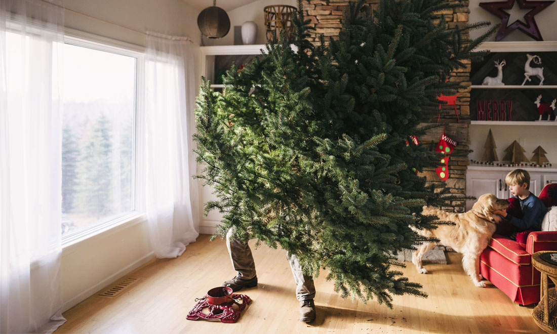 Så kommer granen till användning i trädgården efter jul – 3 smarta tips