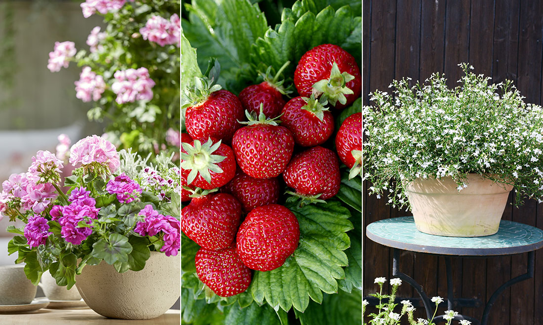 8 växter du kan förså redan i januari och februari