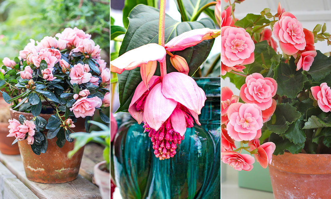 7 vackert rosa krukväxter som lyser upp ditt hem